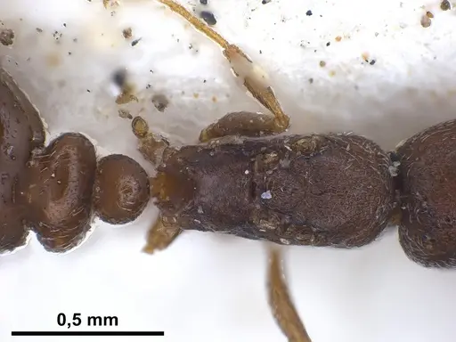 Cardiocondyla israelica - ANTWEB1041247