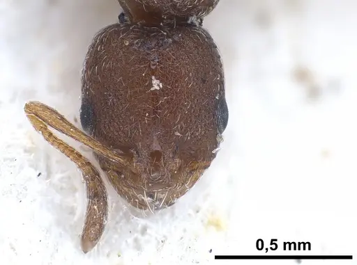 Cardiocondyla israelica - ANTWEB1041247