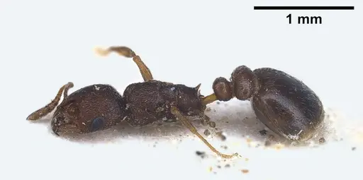 Cardiocondyla israelica - ANTWEB1041247