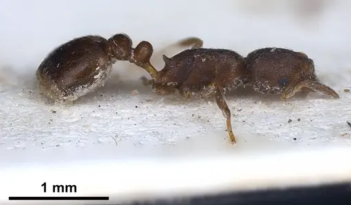 Cardiocondyla israelica - ANTWEB1041247