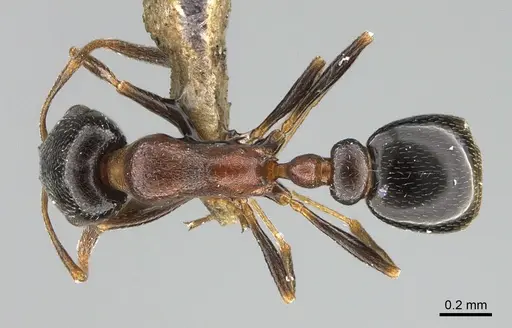 Cardiocondyla israelica - ANTWEB1041910