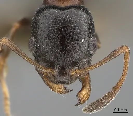 Cardiocondyla israelica - ANTWEB1041910