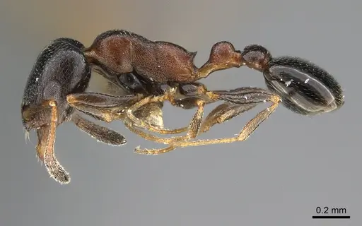 Cardiocondyla israelica - ANTWEB1041910