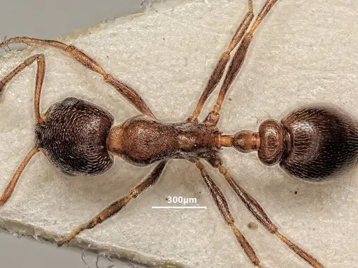 Cardiocondyla israelica - ANTWEB1048516