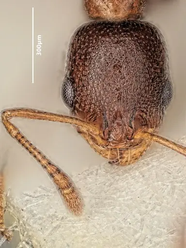 Cardiocondyla israelica - ANTWEB1048516