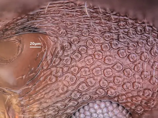 Cardiocondyla israelica - ANTWEB1048516