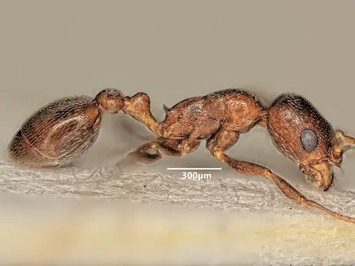 Cardiocondyla israelica - ANTWEB1048516