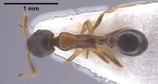 Cardiocondyla itsukii specimen