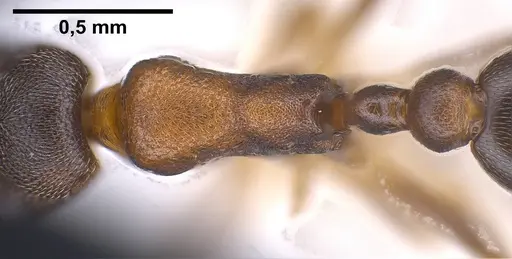 Cardiocondyla itsukii specimen