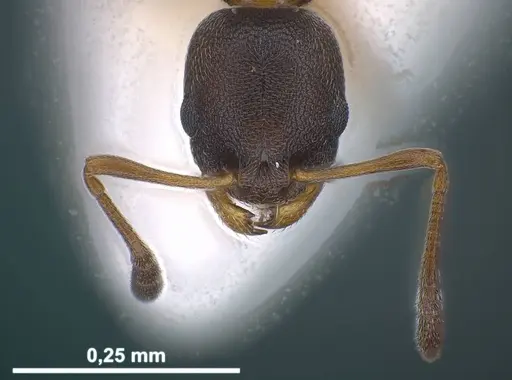 Cardiocondyla itsukii specimen