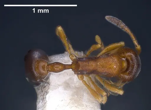 Cardiocondyla kagutsuchi specimen