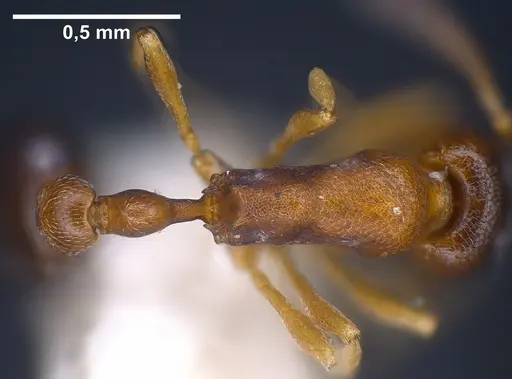 Cardiocondyla kagutsuchi specimen