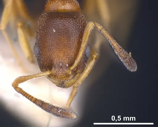 Cardiocondyla kagutsuchi specimen