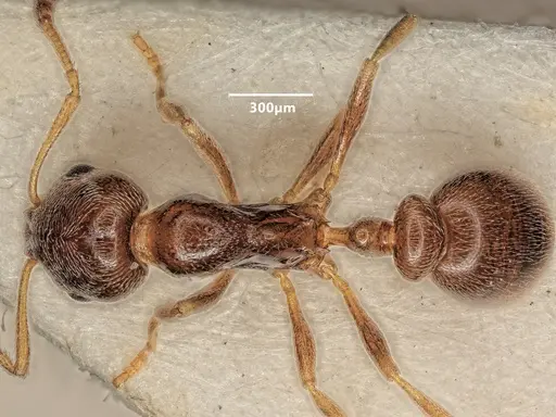 Cardiocondyla koshewnikovi specimen