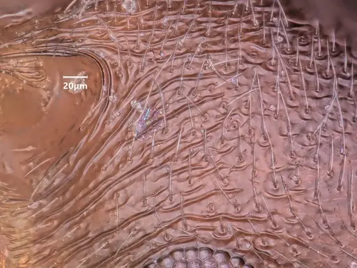 Cardiocondyla koshewnikovi specimen