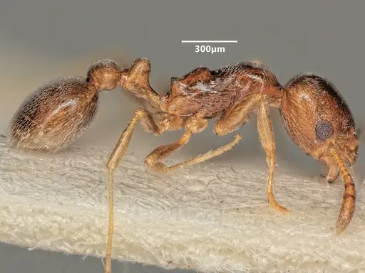 Cardiocondyla koshewnikovi - ANTWEB1048517