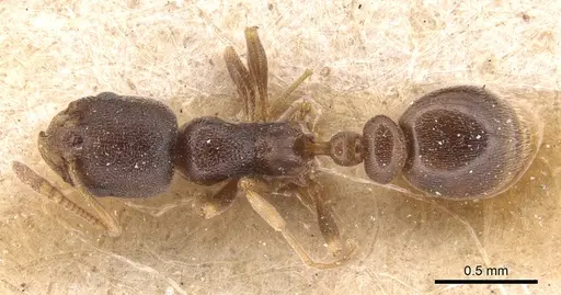 Cardiocondyla koshewnikovi - CASENT0904464