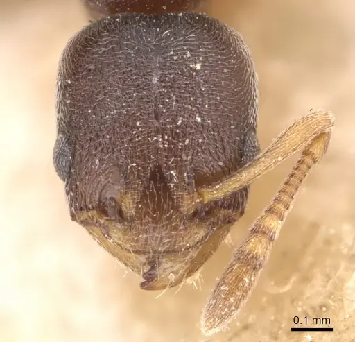 Cardiocondyla koshewnikovi - CASENT0904464