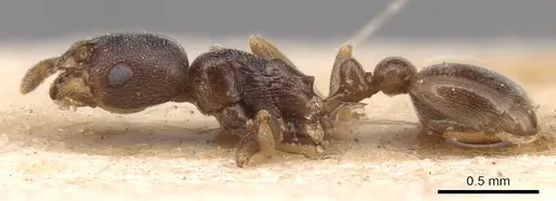 Cardiocondyla koshewnikovi - CASENT0904464