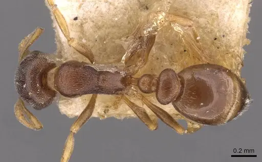 Cardiocondyla koshewnikovi - CASENT0908348