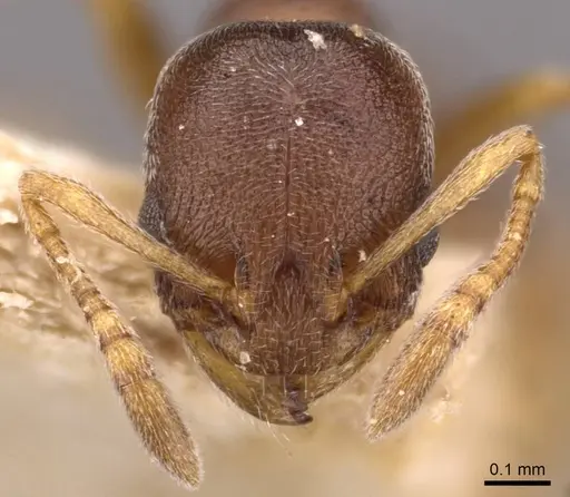 Cardiocondyla koshewnikovi - CASENT0908348