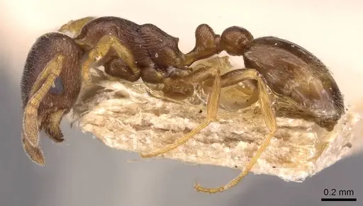 Cardiocondyla koshewnikovi - CASENT0908348