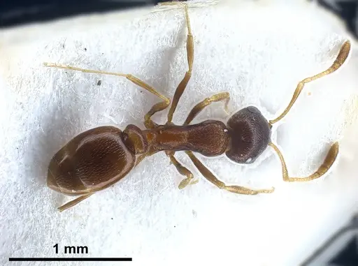 Cardiocondyla kushanica specimen