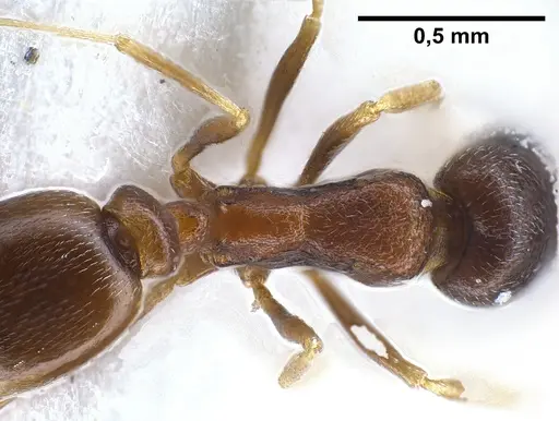 Cardiocondyla kushanica specimen