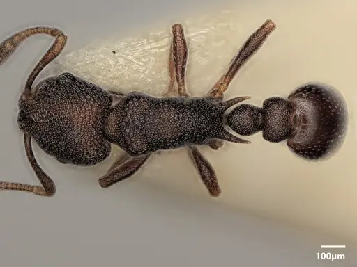 Cardiocondyla latifrons specimen