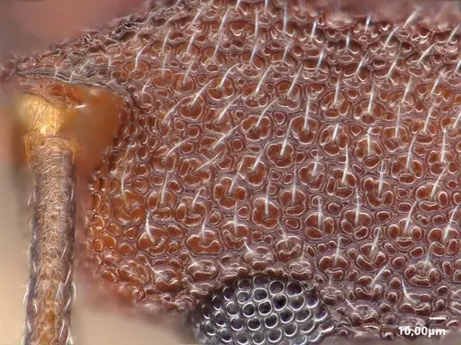 Cardiocondyla latifrons specimen