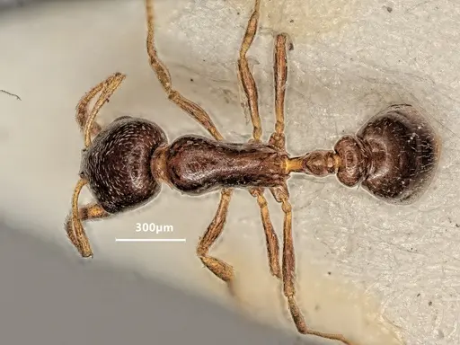 Cardiocondyla littoralis specimen