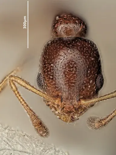 Cardiocondyla littoralis specimen