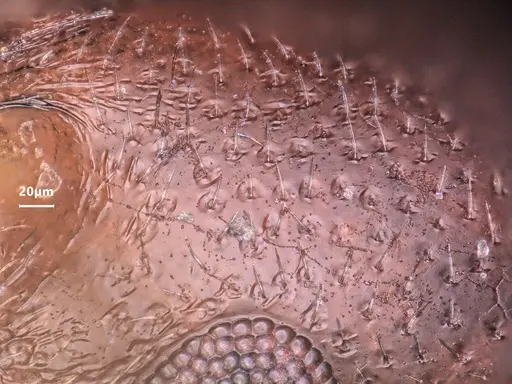 Cardiocondyla littoralis specimen