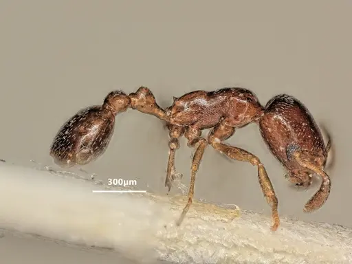 Cardiocondyla littoralis - ANTWEB1048520