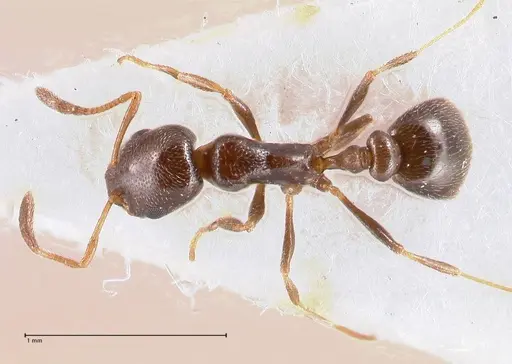 Cardiocondyla littoralis - FOCOL0735