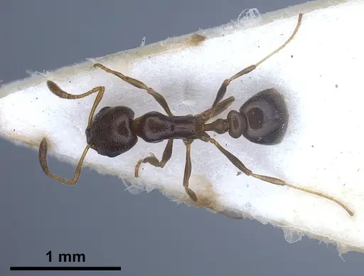 Cardiocondyla littoralis - FOCOL0735