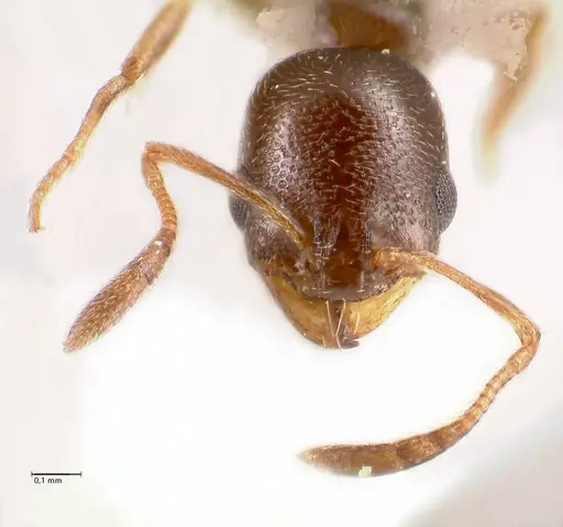 Cardiocondyla littoralis - FOCOL0735