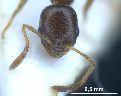 Cardiocondyla littoralis - FOCOL0735