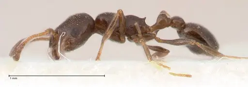 Cardiocondyla littoralis - FOCOL0735