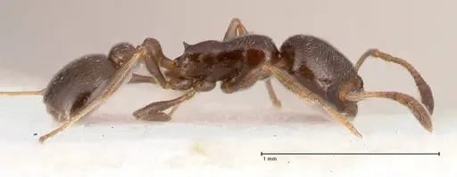 Cardiocondyla littoralis - FOCOL0735