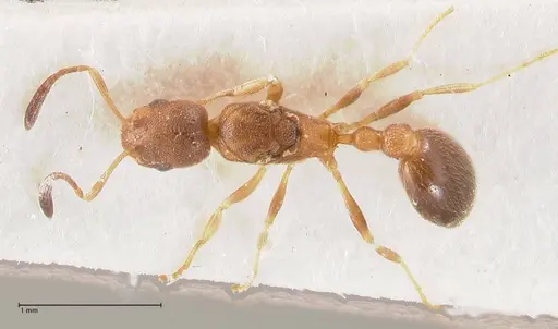 Cardiocondyla longiceps specimen