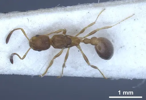 Cardiocondyla longiceps specimen