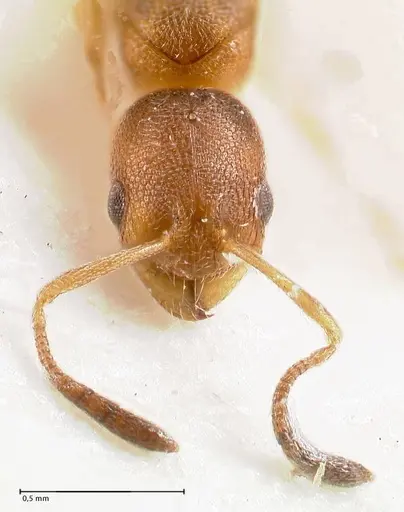 Cardiocondyla longiceps specimen