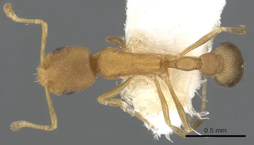 Cardiocondyla longinoda specimen