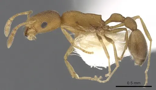 Cardiocondyla longinoda specimen