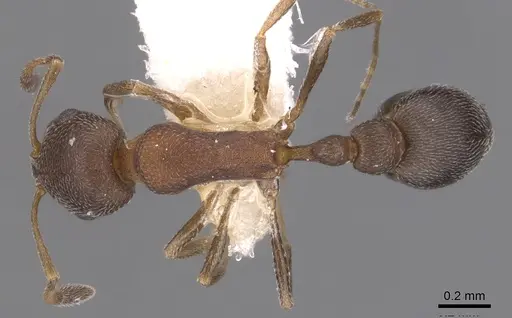 Cardiocondyla luciae specimen