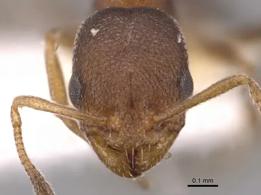 Cardiocondyla luciae specimen