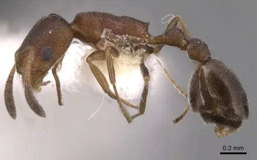 Cardiocondyla luciae specimen