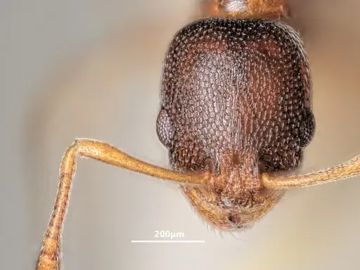 Cardiocondyla mauritanica specimen