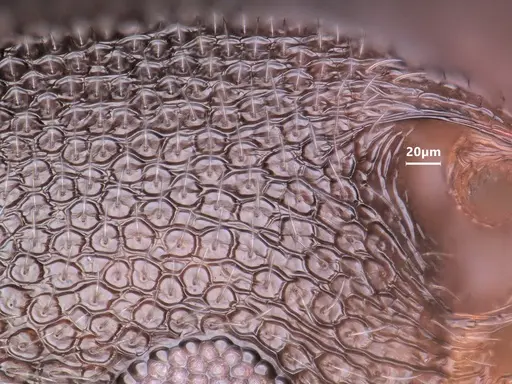 Cardiocondyla mauritanica specimen
